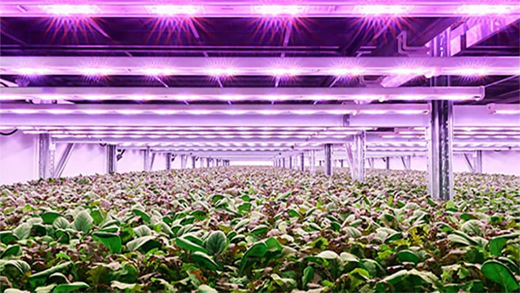 Crops being grown in a Planet Farms greenhouse
